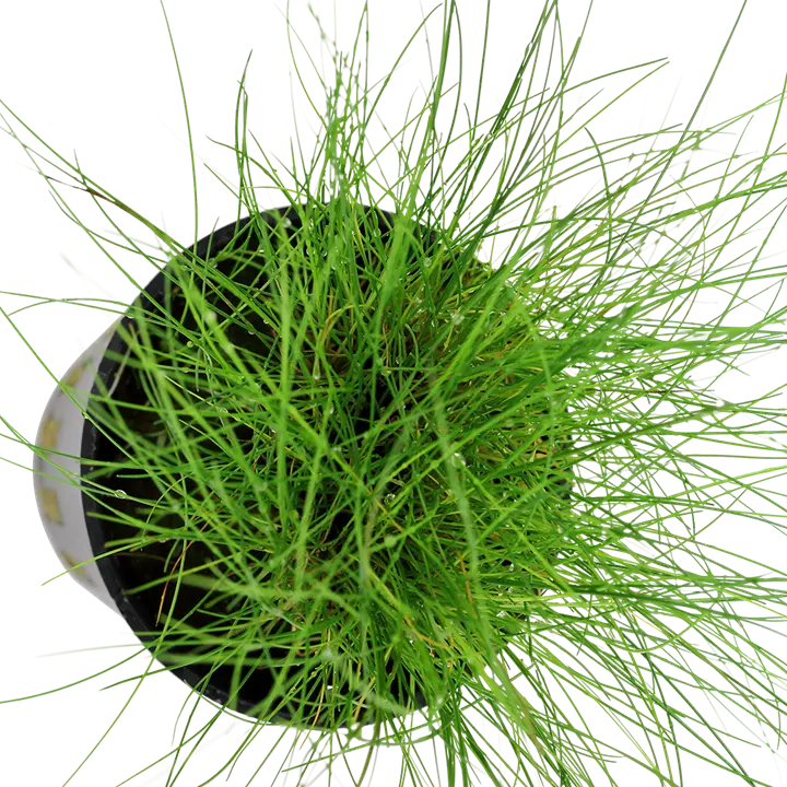 Eleocharis parvula5.webp