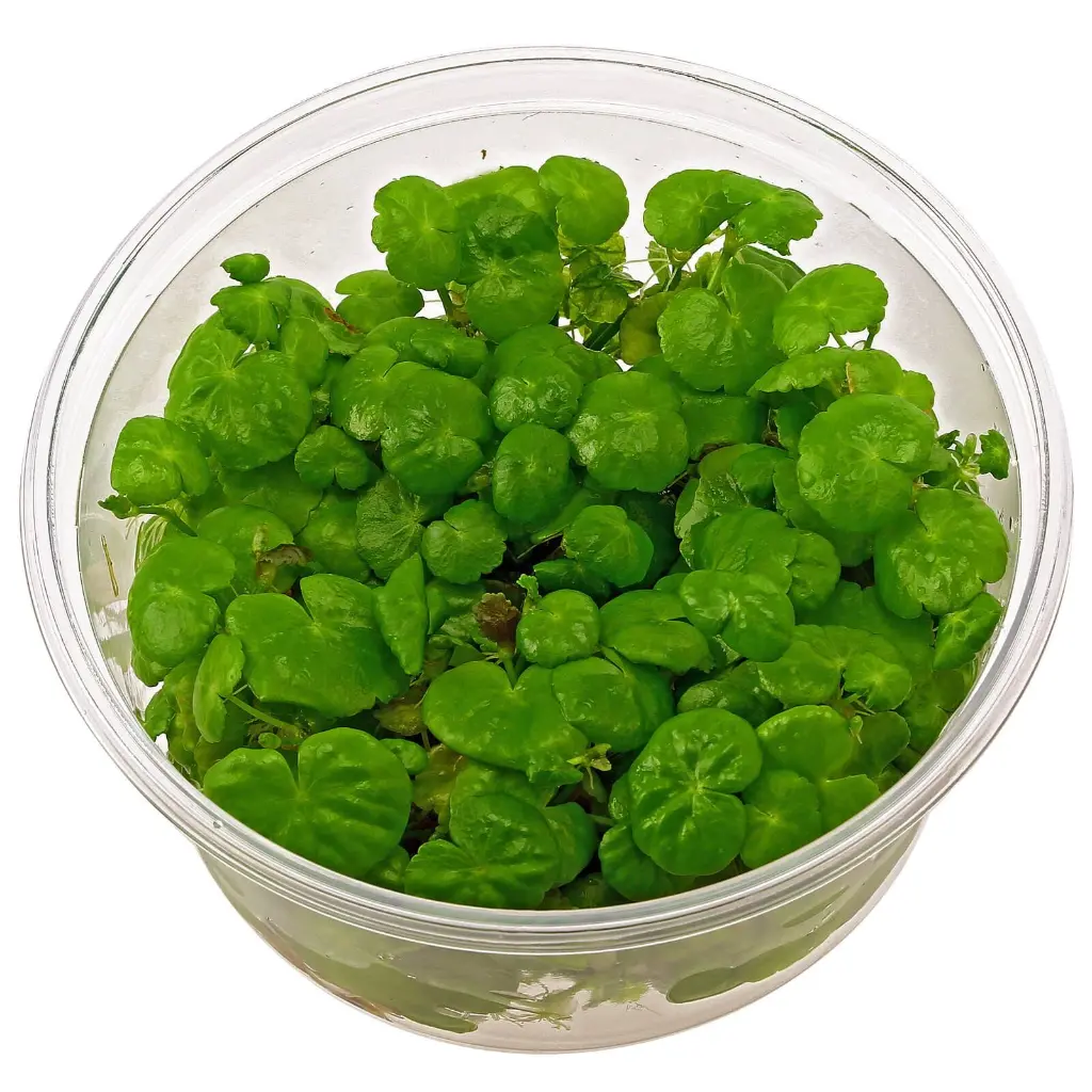 Hydrocotyle Leucocephala4.webp