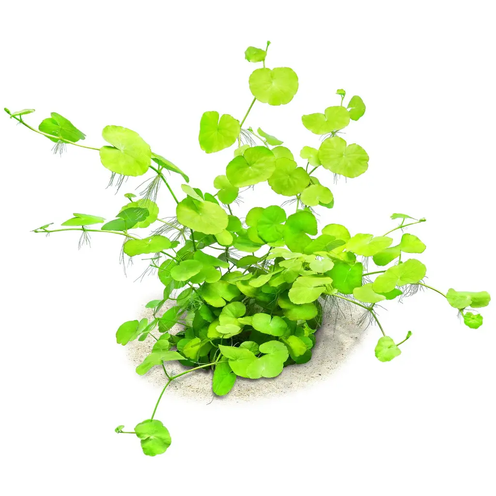 Hydrocotyle Leucocephala5.webp