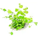 Hydrocotyle Leucocephala5.webp