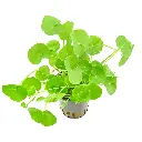 Hydrocotyle Leucocephala2.webp