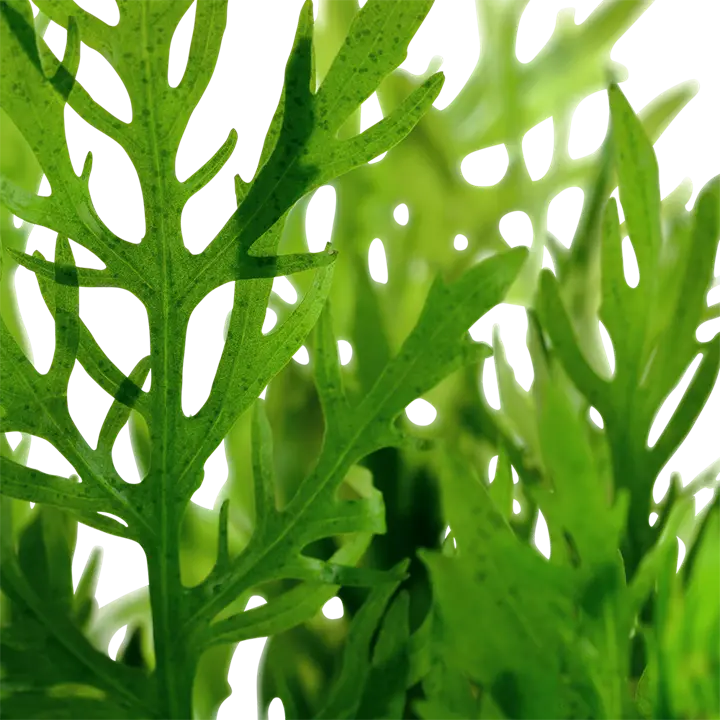 Hygrophila difformis2.webp