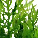 Hygrophila difformis2.webp