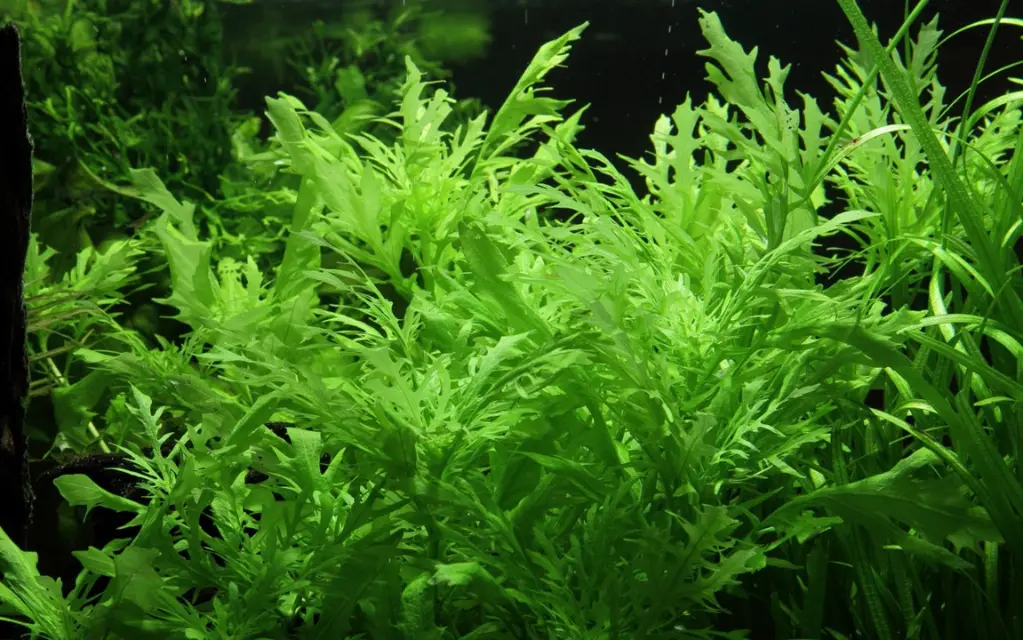 Hygrophila difformis3.webp
