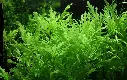 Hygrophila difformis3.webp