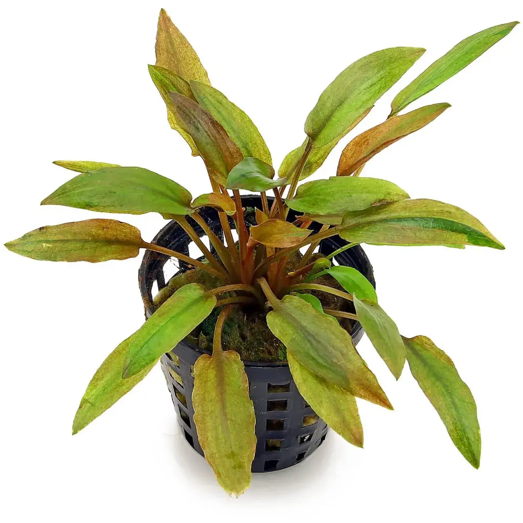 Cryptocoryne Wendtii Florida Sunset