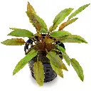 Cryptocoryne Wendtii Florida Sunset