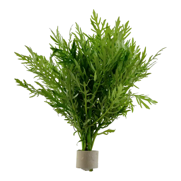 Hygrophila Difformis