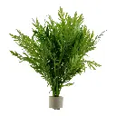 Hygrophila Difformis