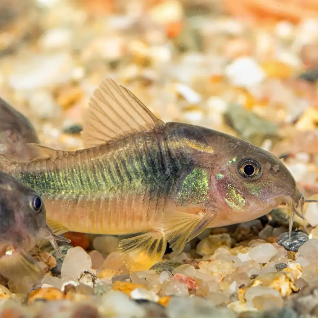 Corydora Green