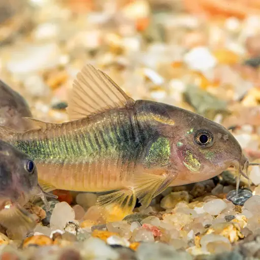Corydora Green