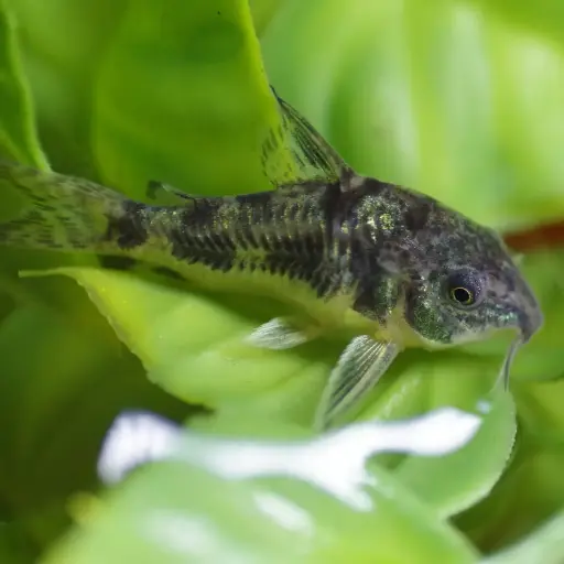 Corydora Paleatus